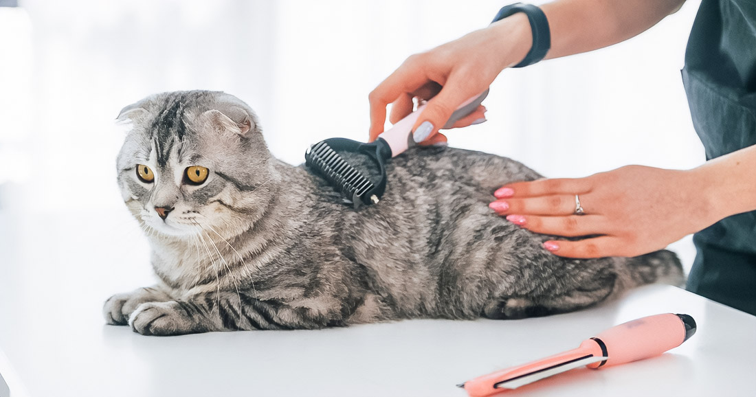 How to Keep Pets Safe in Dubai’s Summer Heat During Mobile Grooming
